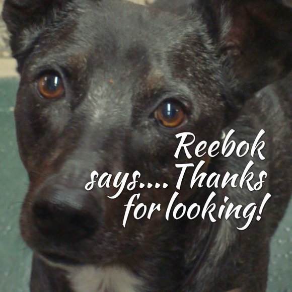 LARGE Kingman Sterling Native American Statement  Bracelet - Picture 9 of 9